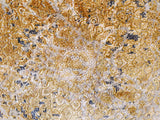 Fusion, 225x150, Acryl, Iran